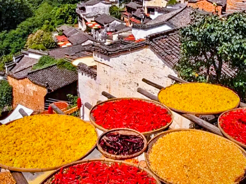 1760492006123858.jpg 篁岭晒秋 (8).jpg