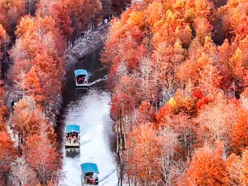 落羽杉湿地公园 (6).jpg