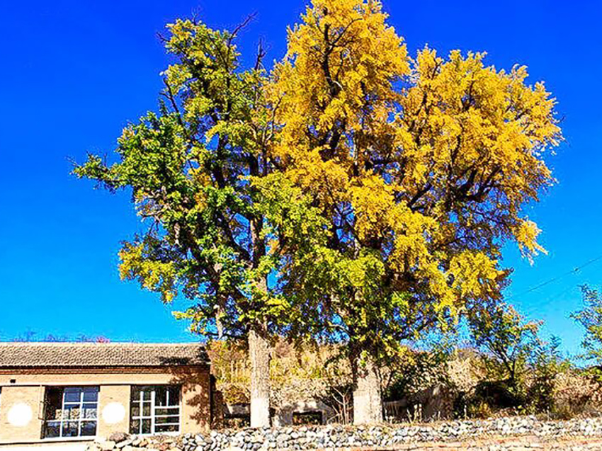 1761216495111129.jpg 199997019a8.jpg